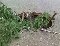 Открытые люки